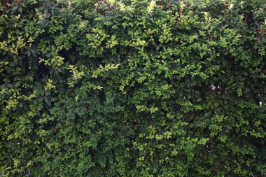 Yoğun ve canlı yeşil bir çit, çeşitli kullanım ve amaçlar için uygun doğal ve güzel bir zemin sağlar.