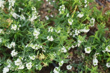 Sersemletici ve canlı beyaz çiçekler yemyeşil yapraklara karşı güzelce dizilmiş.