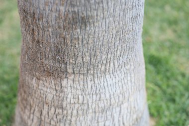 Bir ağaç gövdesinin detaylı ve yakın görüntüsü eşsiz ve karmaşık ağaç kabuğu desenlerini ve dokularını gözler önüne seriyor.