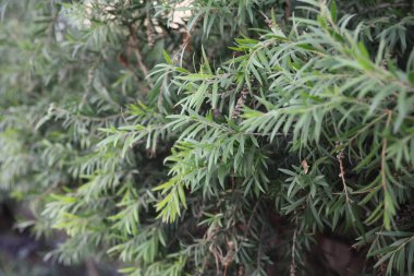 Parlak yeşil yaprakların yakın plan görüntüsü. Karmaşık, iğneli yapılarını güzel bir şekilde sergiliyor.