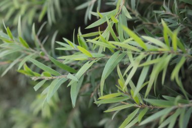 Yeşillik yeşillik yapraklarının detaylı ve canlı bir görüntüsü güzelliğin özünü güzel bir şekilde sergiliyor.