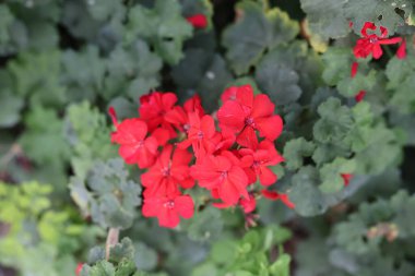 Sersemletici, parlak kırmızı sardunya çiçekleri. Etrafı yemyeşil yapraklarla çevrili.