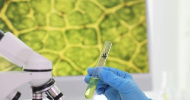 Bilimadamları laboratuvarda kenevir yağı test tüpünü mikroskop yakınında tutuyor. Sıhhiye modern ekipmanlarla tıbbi kullanım için esrar özelliklerini analiz eder