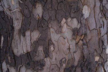 Bu detaylı yakın plan görüntüde yer alan ağaç kabuğunun güzel ve karmaşık desenlerini ve canlı renklerini keşfedin.
