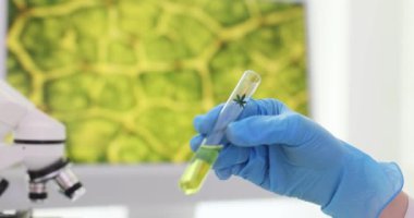Bilim adamlarının elinde tıbbi laboratuardaki test tüpünde kenevir yağı var. Biyokimyacı tıbbi uygulamalarda kullanmak için marihuana özelliklerini analiz eder.