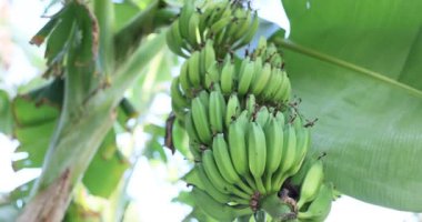 Yeşil muz kümesi egzotik bahçedeki palmiye dalına asılır. Ormanda satılık tropikal meyveler yetiştiriyorlar. Doğa keşfi