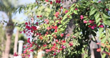 Küçük pembe çiçekleri ve yemyeşil yaprakları olan çalılar. Renkli çiçek açan şehir dekoru. Güneşli bir günde doğa güzelliği