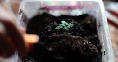 Besleyici topraktan çıkan canlı bir tohuma yakın çekim, büyümeyi ve çevresindeki yaşamı gösteriyor.
