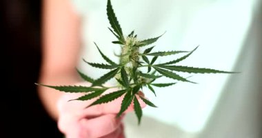 Canlı bir kenevir bitkisi bir kişinin elinde tutulur, yapraklarının karmaşık ayrıntılarını gözler önüne serer.