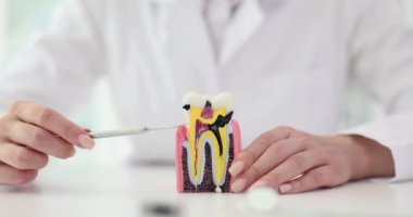 Profesyonel dişçi diş anatomisini göstermek için model kullanır. Beyaz önlüklü uzman doktor, diş yapısını detaylı bir şekilde açıklıyor.