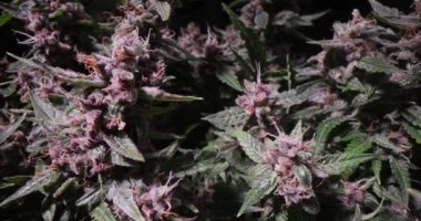 Özel büyüme ışıkları altında çiçekli kenevir bitkileri. Modern tarım yöntemleri marihuana bitkilerinin laboratuvarda ışık altında verimli bir şekilde büyümesini sağlar.