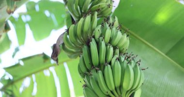 Ilık güneşin altında yemyeşil bir tropikal muz bitkisinin üzerinde yeşeren olgunlaşmamış yeşil muz kümesi.