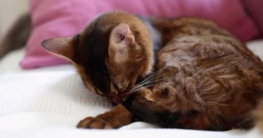 Huzurlu ve nazik bir kedi titizlikle kendini tımar ediyor, yumuşak, rahat bir yatakta gerçekten huzurlu bir an sergiliyor.