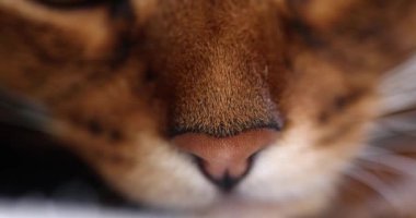 Bir kedinin sanatsal yakın plan fotoğrafı narin burun ve uzun bıyıklar, karmaşık detaylar ve dokular sergiliyor.