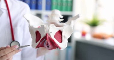 Anatomik bir model, eğitimsel kullanım için ilgili kaslarıyla birlikte pelvis yapısını titizlikle sergiliyor.