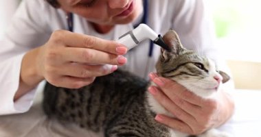 Yetenekli bir veteriner, kontrol sırasında özel bir aletle kedi kulağını titizlikle inceliyor.