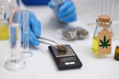 Laboratuvar kurulumu, kalite ve bileşimine odaklanarak esrar analizi için özel olarak tasarlanmıştır.