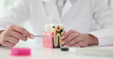 Kadın dişçi, öğrenci masasında insan dişi ve anatomik modeller gösteriyor. Doktor, hastanedeki ağız boşluğu hijyen tehlikesi konusunda uyardı.