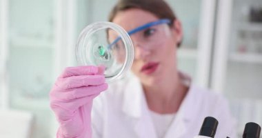 Kadın bilim adamı klinikteki iş yerinde Petri kabındaki numuneleri dikkatle inceliyor. Dikkatli kadın laboratuvar çalışanı turkuaz damla üzerinde çalışıyor.