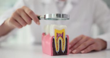 Profesyonel dişçi, detaylı diş modelini büyüteçle inceliyor. Doktor, klinikte diş sağlığı değerlendirmesinin hassas olduğunu gösteriyor.