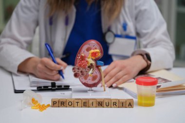 Bu görsel tasvir, bir böbrek modeli ve analiz için idrar örneğini içeren proteinuria teşhisini gösteriyor.