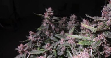 Siyah arka planda çiçekli kenevir bitkileri. Tıbbi marihuananın laboratuvar serasında verimli bir şekilde büyümesini sağlayan tarım yöntemleri