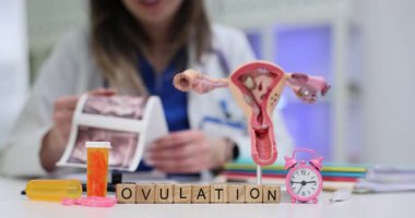 Yumurtlama sürecini daha iyi anlamanız için kaynaklarınızı ve anatomik modellerinizi inceleyin