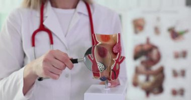 Bir sağlık hizmeti sağlayıcısı, klinik ortamda eğitim amacıyla etkili bir anatomik model sunar