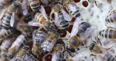 Kovandaki bal peteklerinin üzerinde sürünecek çok arı var. Çizgili vücutları ve şeffaf kanatları olan taşıyıcı böcekler özenle çalışan bal üretir.