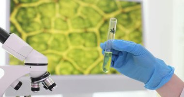 Eldiven giyen kişi üzerinde esrar sembolü bulunan test tüpünü mikroskop yakınında tutuyor. Laboratuvar ortamında uyuşturucuyla ilgili örneklerin bilimsel incelemesi