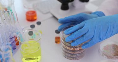 Bilim adamı, masasında çeşitli tohumlar bulunan tabağın üzerinde karabuğday tohumlarıyla Petri kabını tutuyor. Bitki malzemeleriyle bilimsel deney