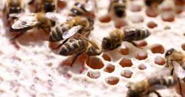 Küçük arılar, ahşap bal peteğinin yüzeyinde yavaşça sürünürler. Küçük böcekler farklı yönlere hareket ederler. Altın bal yumuşak ışıkta parıldıyor