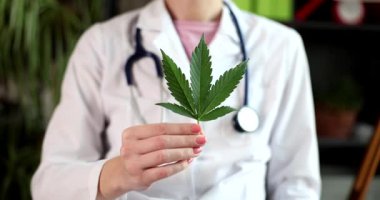 Tıbbi ceket giyen ve boynuna steteskop takmış bir kadın canlı yeşil kenevir yaprağını elinde tutuyor. Tıbbi kullanım için marihuananın yasallaştırılması