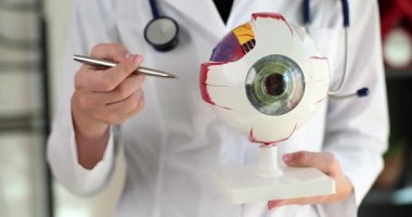 Beyaz önlüklü doktor kalemle açıklarken geniş anatomik göz küresi modeli tutuyor. Göz merceği ve göz iç yapısına sahip model