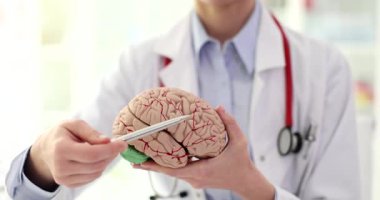 Doktor, insan beyninin detaylı anatomik modelini tutuyor ve kalemle belirli bölgeleri gösteriyor. Hekim, öğrencilere beynin yapısını tanımlıyor