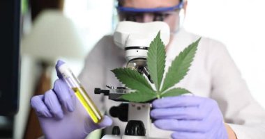 Eldiven ve gözlüklü bilim adamı kenevir yaprağını analiz ediyor ve mikroskop altında çıkarıyor. Tıbbi marihuana araştırmalarında ve yenilikte gelişmeler