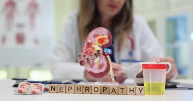 Kadın doktor anatomik böbrek modelinin yakınındaki ultrason taramasını inceledi. Tahta küplerde taş ve nephropati var. Nefropati ve tıbbi analiz
