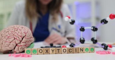 Doktor, ahşap küplerin yakınındaki tıbbi araştırmaları, insan beyninin modeliyle birlikte masaya Oxytocin 'i yazarak belgeliyor. Genetik ve moleküler biyolojiye odaklan
