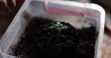 Kişi özenle küçük kenevir bitkilerinin üzerine su püskürtür. Şu anda büyüme için temel tarım sürecinin geliştirilmesi vurgulanıyor