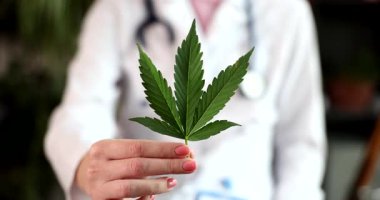 Doktor alternatif tıp tedavileri için tıbbi marihuana kullanımını temsil eden kenevir yaprağı tutuyor. Kadın doğal iyileşme ve acı dindirmeyi teşvik ediyor.