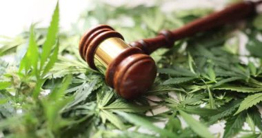 Ahşap yargıç tokmak canlı yeşil kenevir yapraklarından yatağında dinleniyor. Esrarın yasallaştırılması ve toplumdaki hukuki statü hakkında devam eden tartışmalar