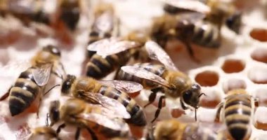 Avrupa bal arıları arı kovanı içinde bal peteği üzerinde çalışırlar. Böcekler, canlı çiçeklerden toplanan nektar ve polenleri altın bala dönüştürür.