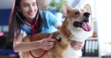 Gülümseyen veteriner, steteskop kullanarak sevimli Corgi köpeğini muayene ediyor. Veterinerlik kliniğinde tıbbi danışmanlık profesyonel hayvan sağlığı hizmetleri sunar