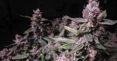 Çiçekli bitkilerin tepeleri üç parçayla kaplanmış gibi görünüyor. Tomurcuklar bitkiyi kaplar ve kalın çiçek katmanları oluşturur. Kenevir bitkisi büyük çiçekler üretir