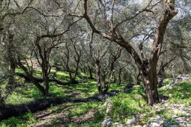 Korfu adasındaki dağlarda zeytin ağaçları olan bahçe..