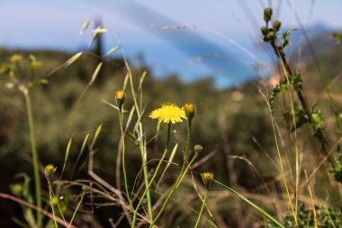 Yunanistan 'ın güney kıyısındaki İyon Denizi' ne bakan Korsu adasının güzel manzarası ile kayalıkların üzerindeki dağlarda büyüyen bir çiçek.