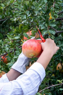 Bahçede nar hasadı, kadının elleri makasla nar kesiyor.