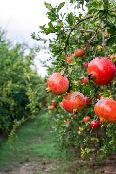 Röda Mogna Granatäpplen Växer Granatäppleträd Trädgården — Stockfoto