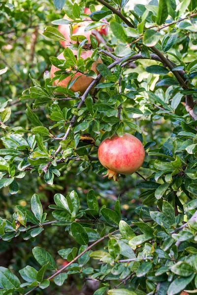 Röda Mogna Granatäpplen Växer Granatäppleträd Trädgården — Stockfoto