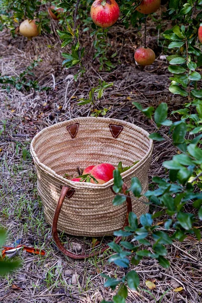 Röda Mogna Granatäpplen Korg Med Vinstockar Marken Trädgården Granatäpplen Skörd — Stockfoto